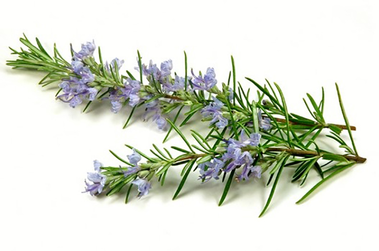 digestive stimulant+stomach acid secretion+properties of Rosemary+Rosemary